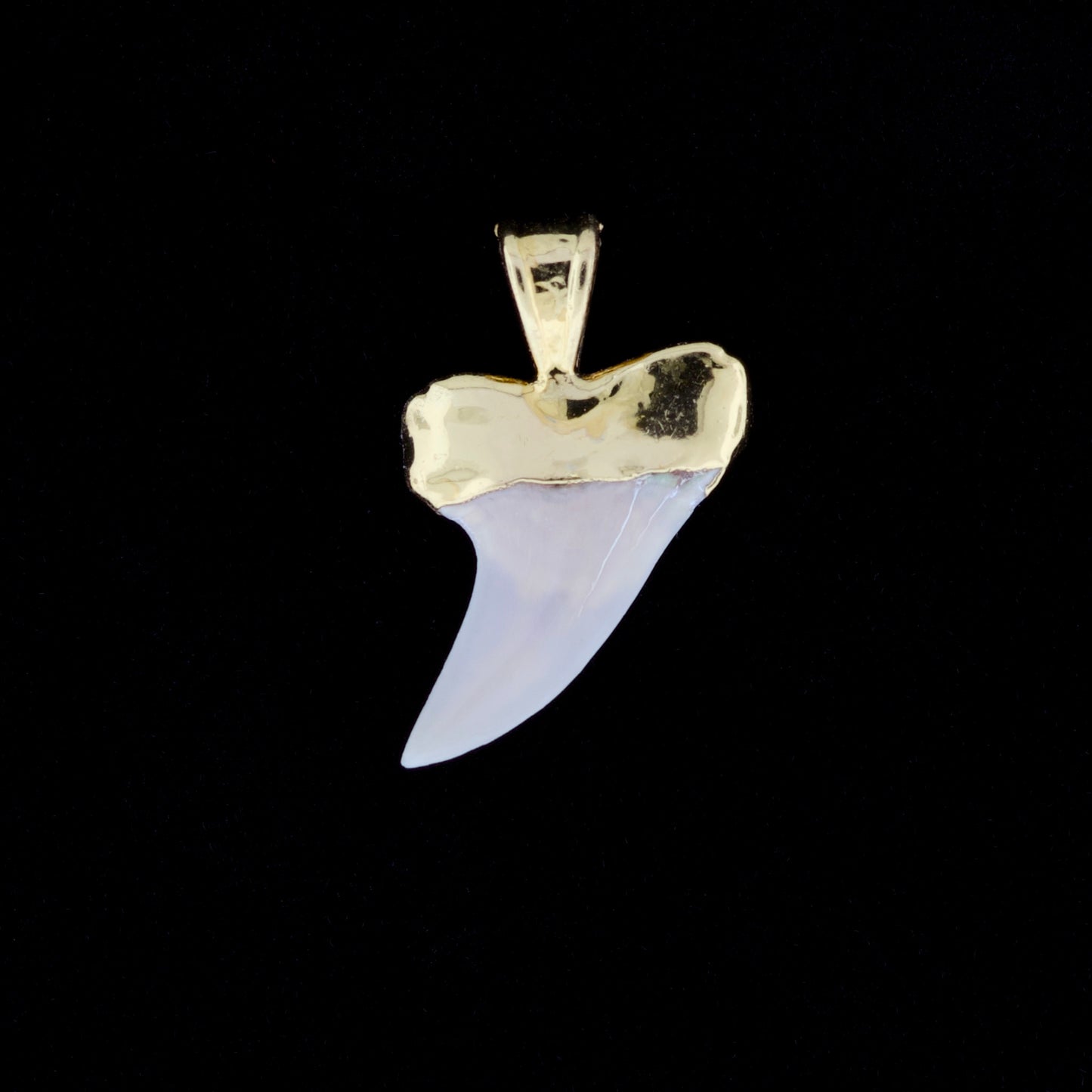 1-1/8" Fossil Hooktooth Mako Shark Tooth Pendant | 18k Gold Electroformed