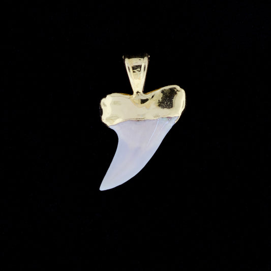 1-1/8" Fossil Hooktooth Mako Shark Tooth Pendant | 18k Gold Electroformed