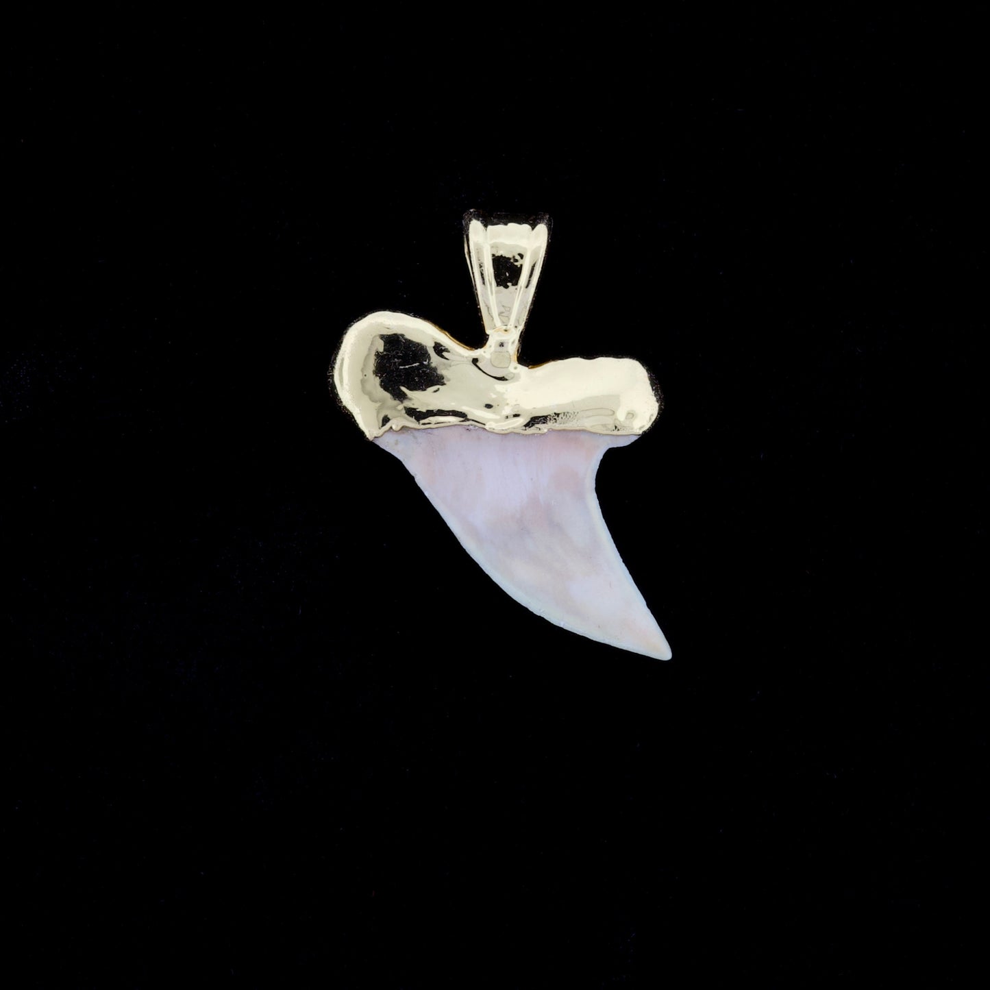 1-1/8" Fossil Hooktooth Mako Shark Tooth Pendant | 18k Gold Electroformed