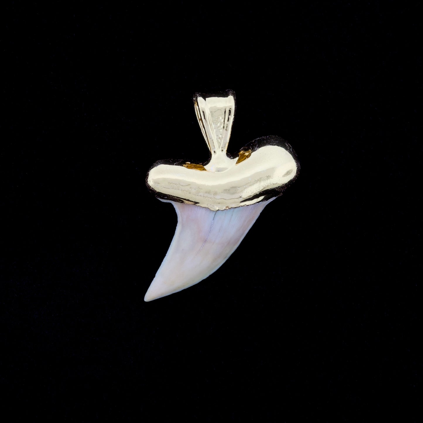 1-1/8" Fossil Hooktooth Mako Shark Tooth Pendant | 18k Gold Electroformed