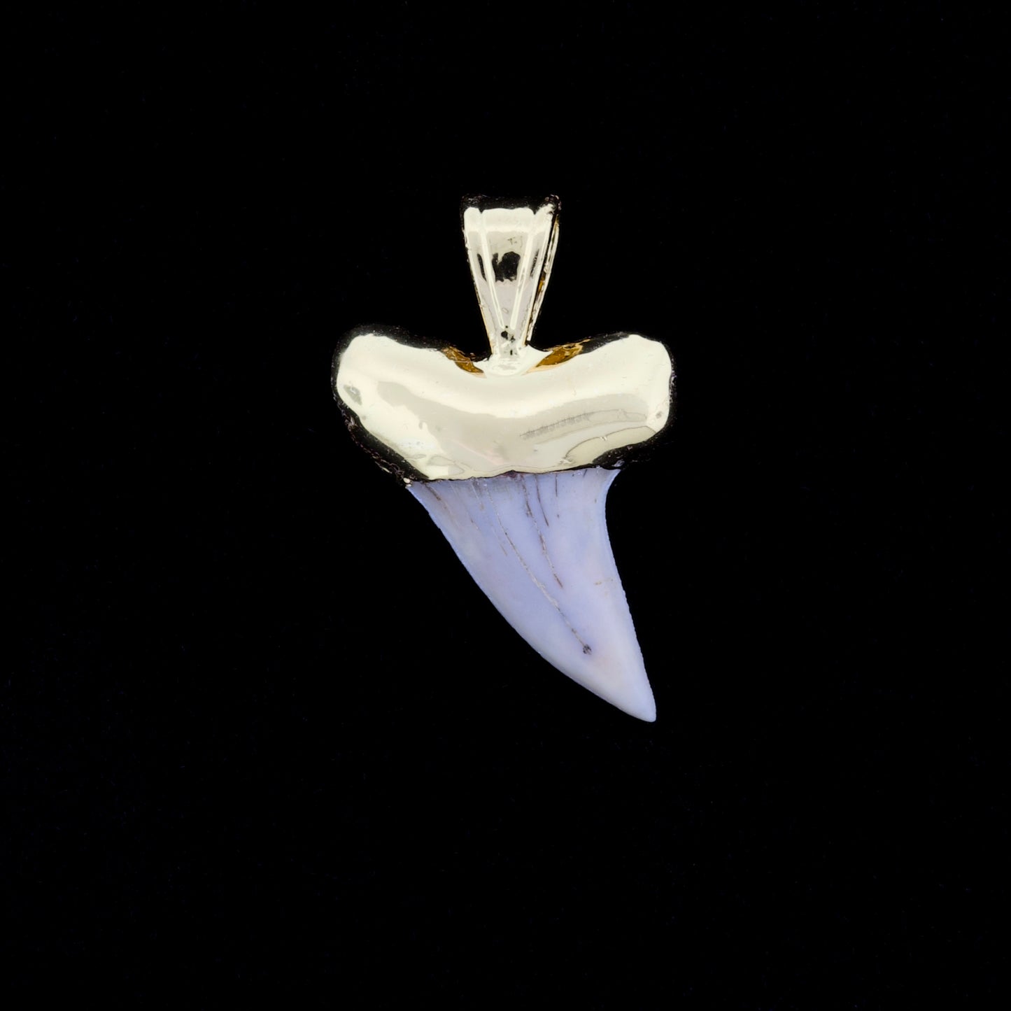 1-1/8" Fossil Hooktooth Mako Shark Tooth Pendant | 18k Gold Electroformed