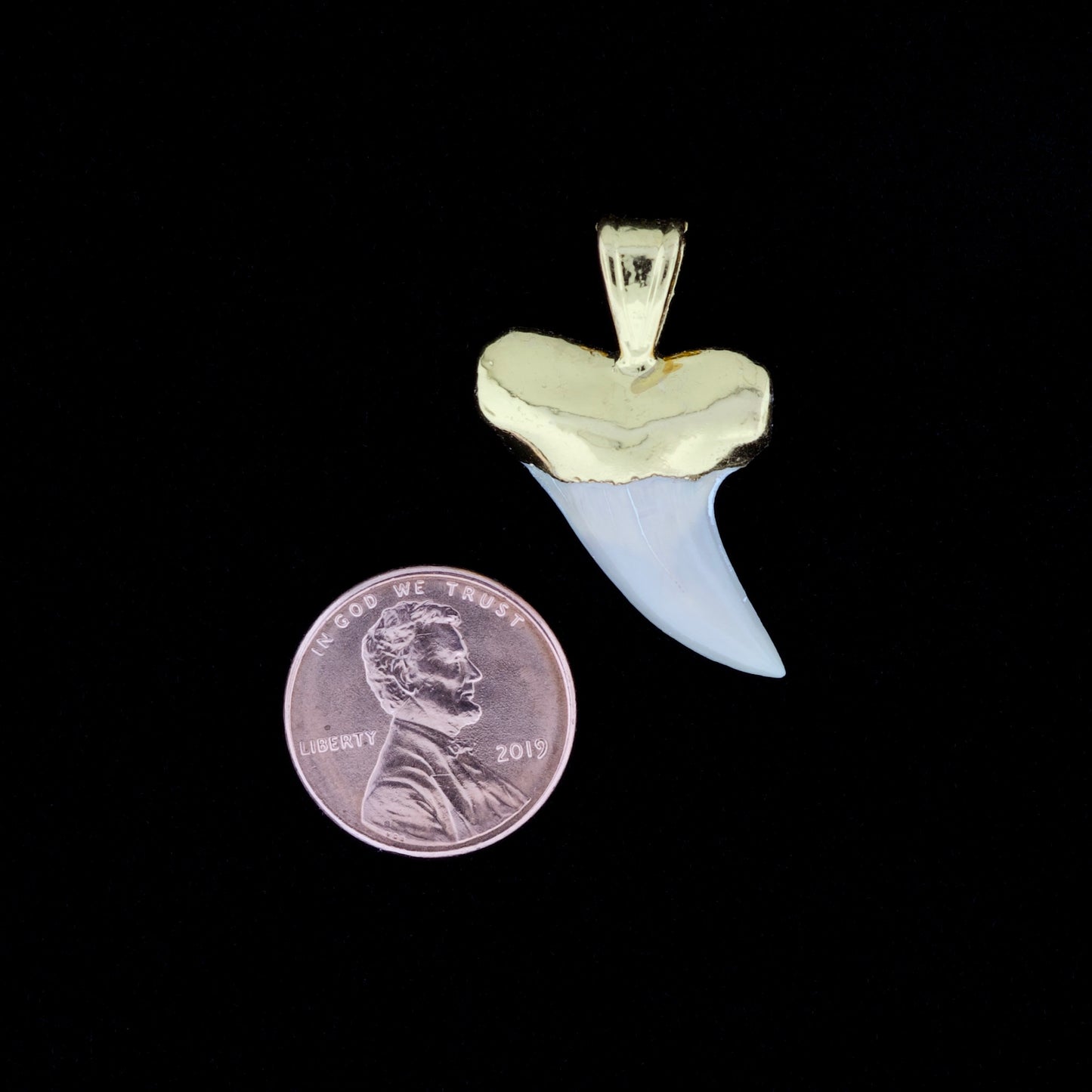 1-1/8" Fossil Hooktooth Mako Shark Tooth Pendant | 18k Gold Electroformed
