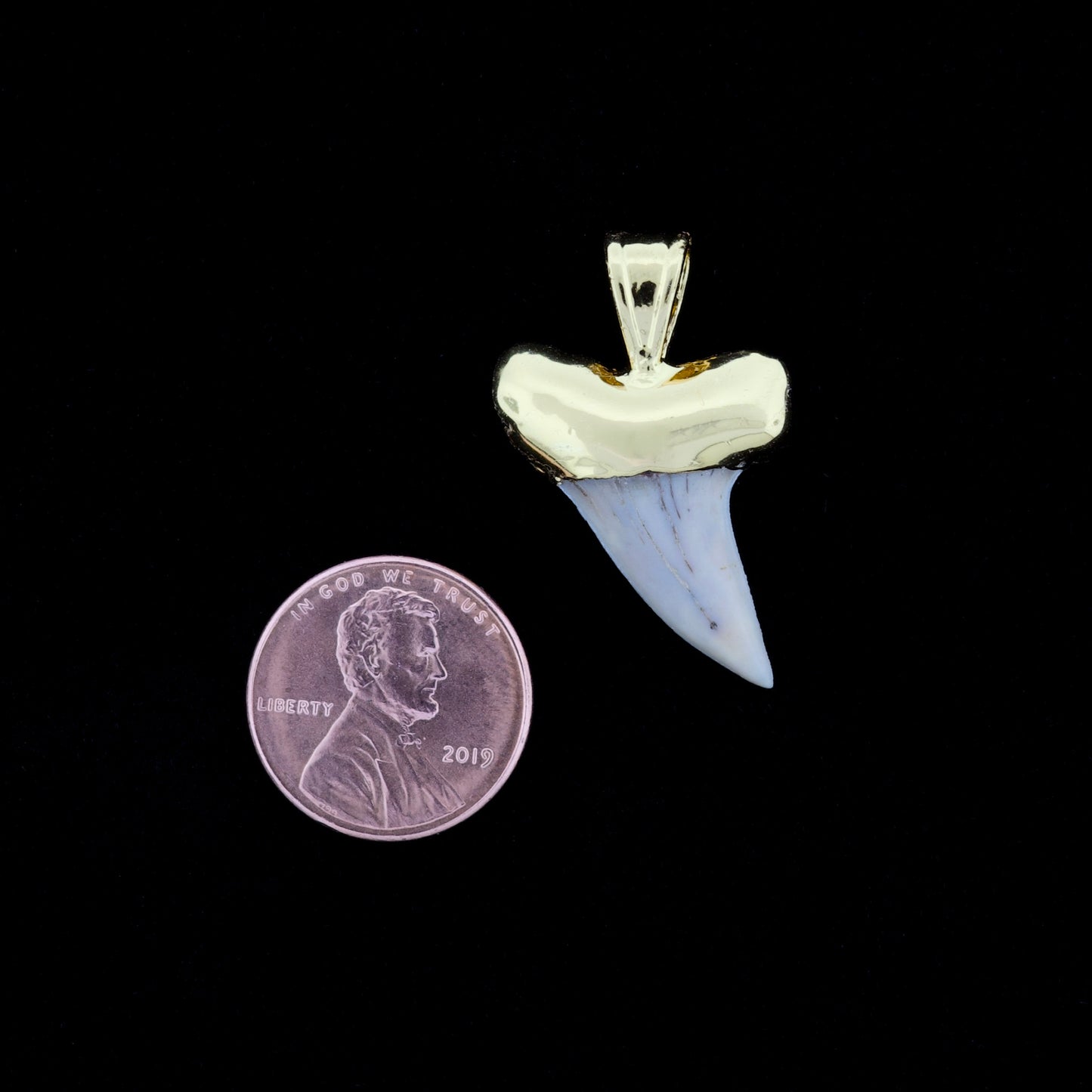 1-1/8" Fossil Hooktooth Mako Shark Tooth Pendant | 18k Gold Electroformed
