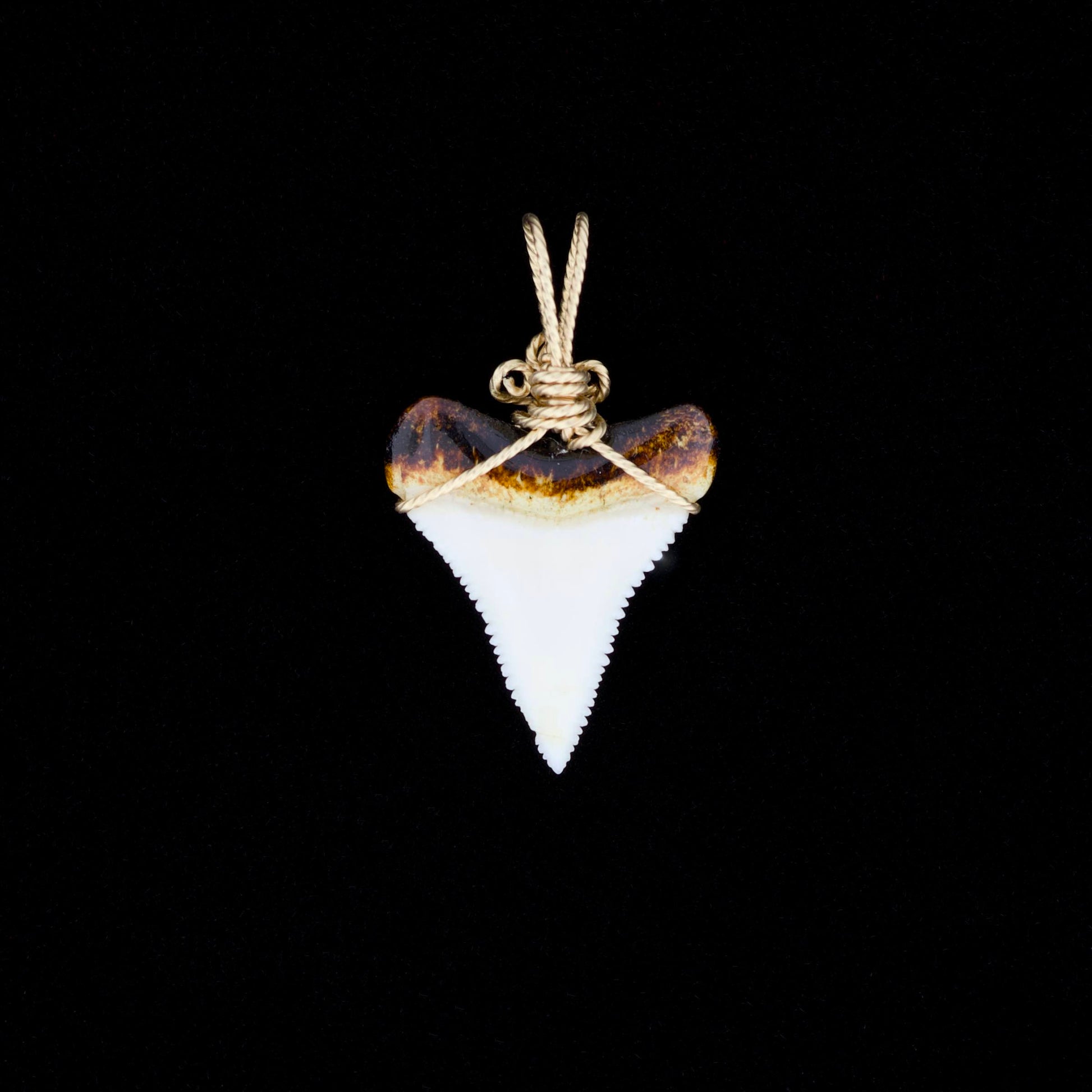 Modern great white shark tooth pendant with ornate gold wire wrapping, on a black background.