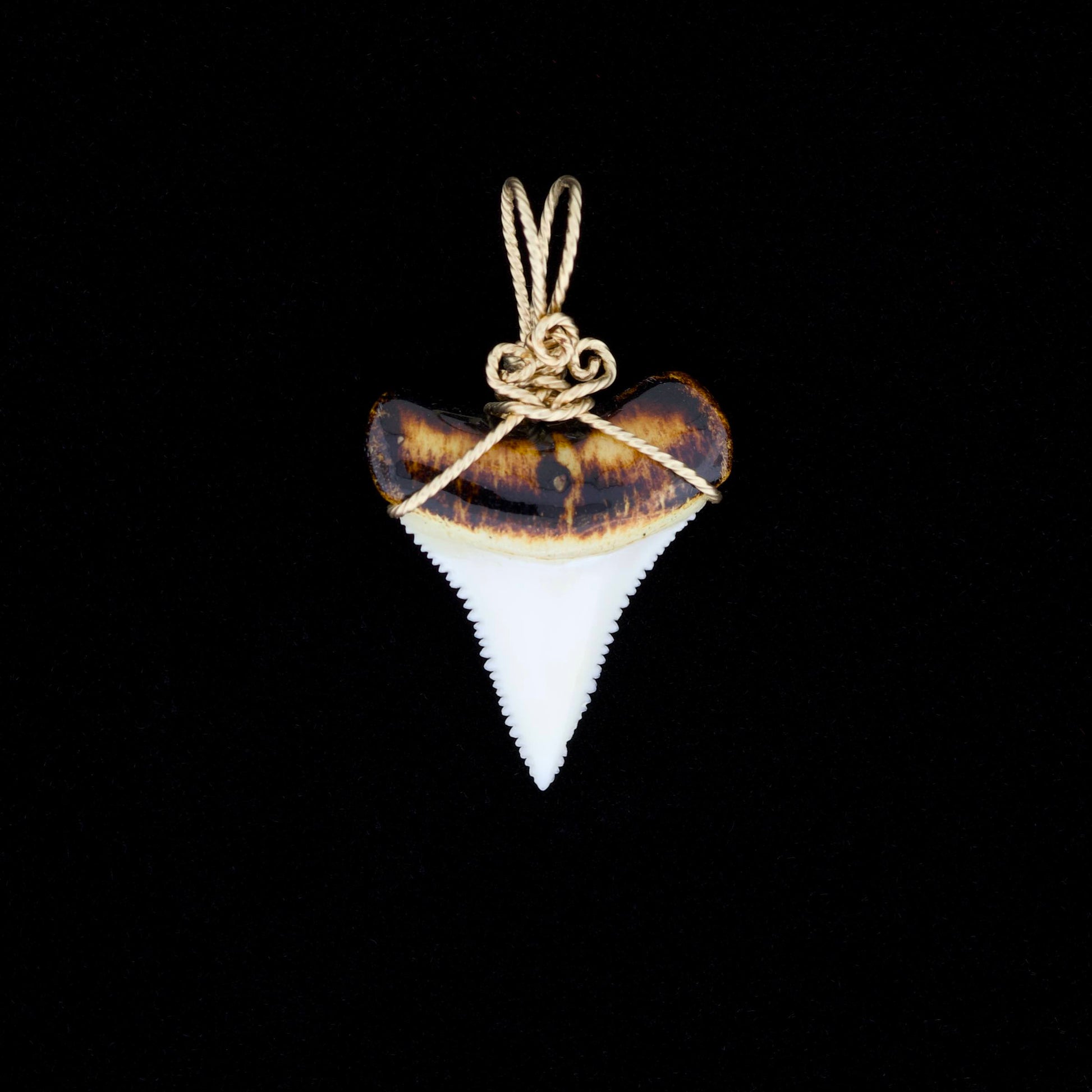 Modern great white shark tooth pendant with ornate gold wire wrapping, on a black background.