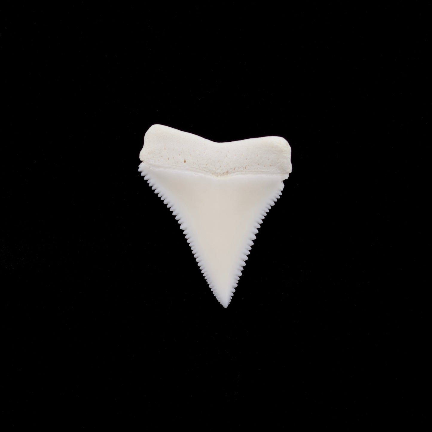1.24" Modern Great White Shark Tooth