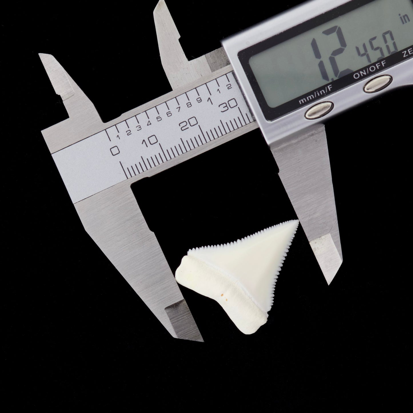 1.24" Modern Great White Shark Tooth