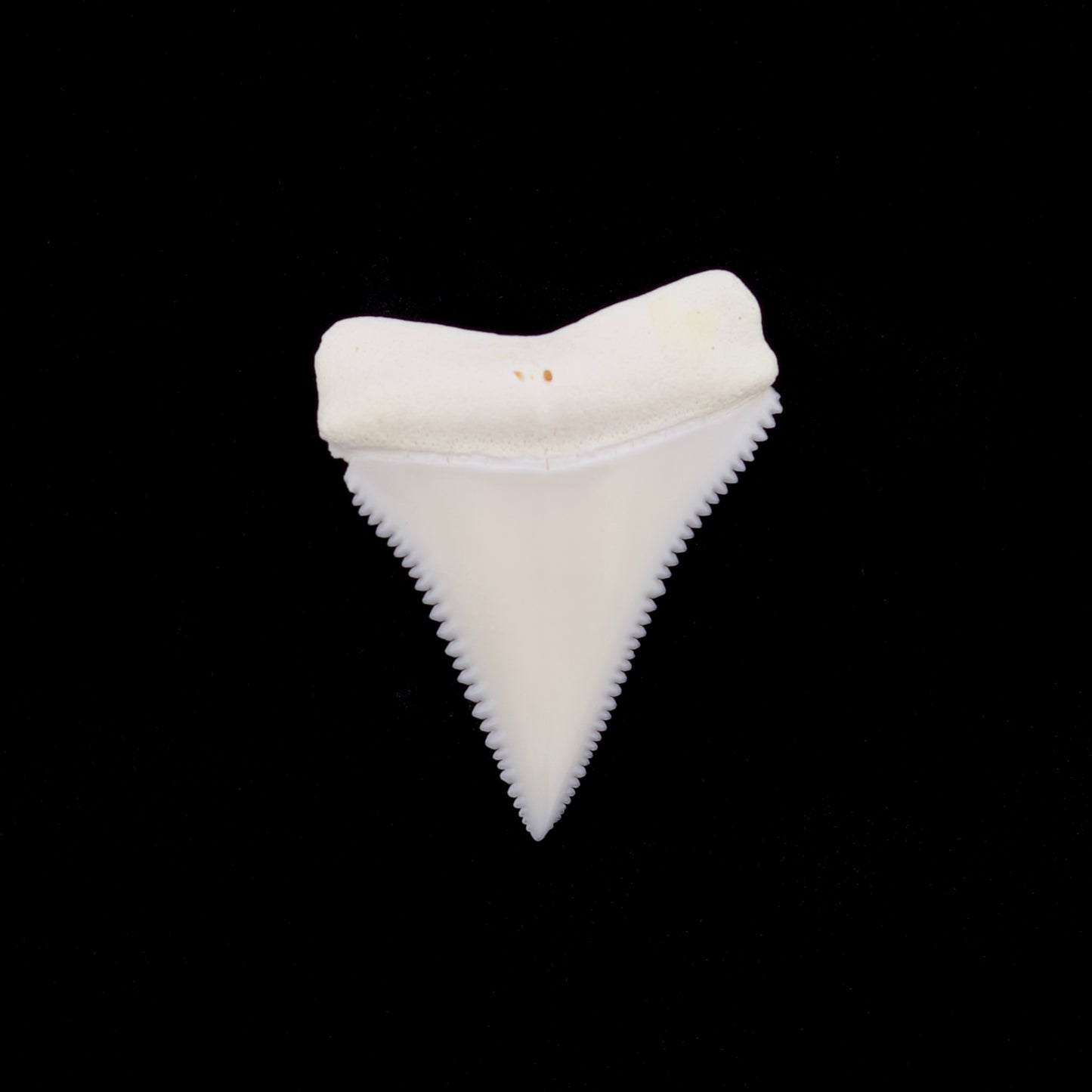 1.24" Modern Great White Shark Tooth