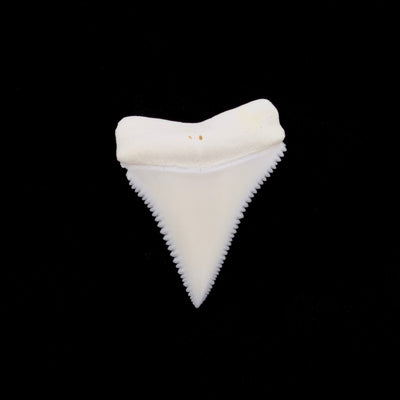 1.24" Modern Great White Shark Tooth