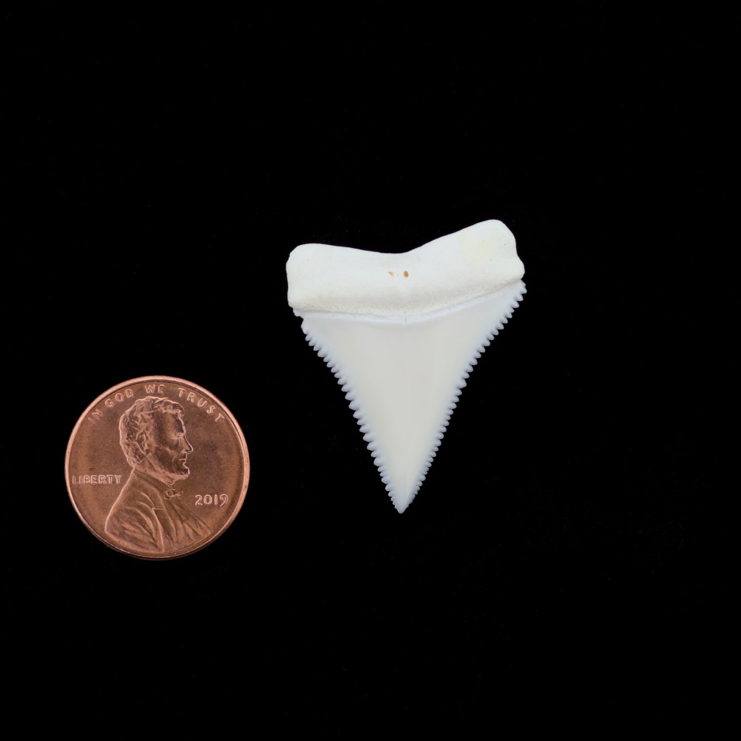 1.24" Modern Great White Shark Tooth