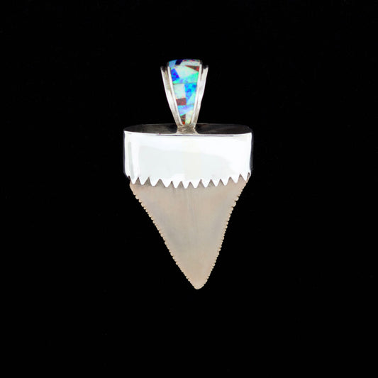 Multicolored opal inlay fossil great white shark tooth pendant on a black background