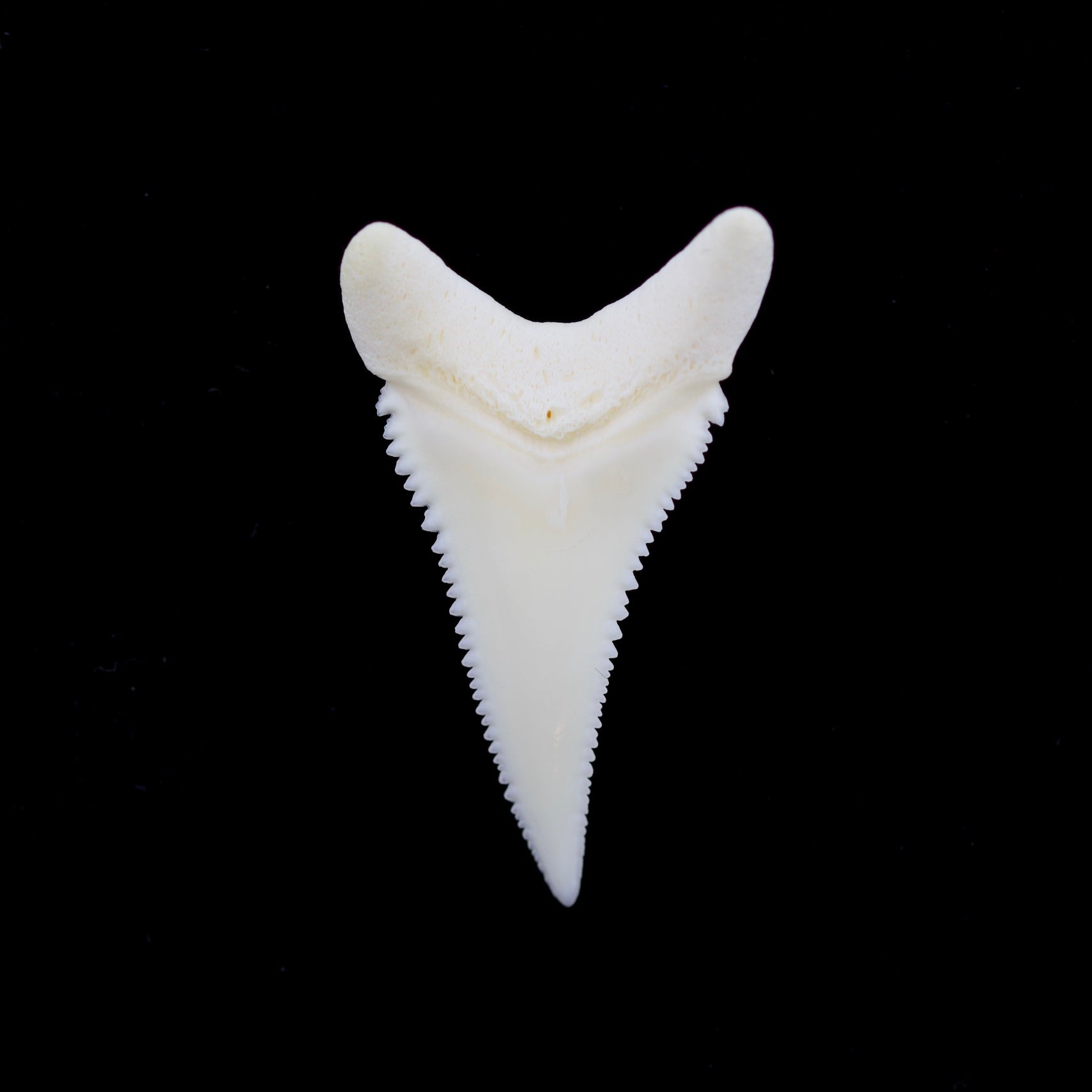 Modern great white shark tooth on a black background