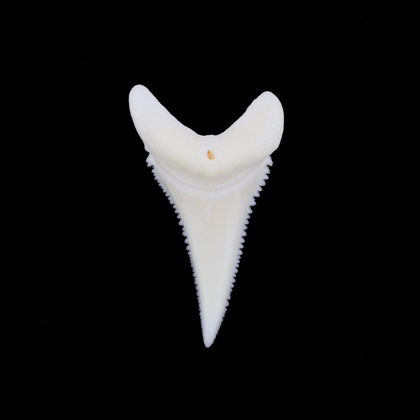 1.34" Modern Great White Shark Tooth