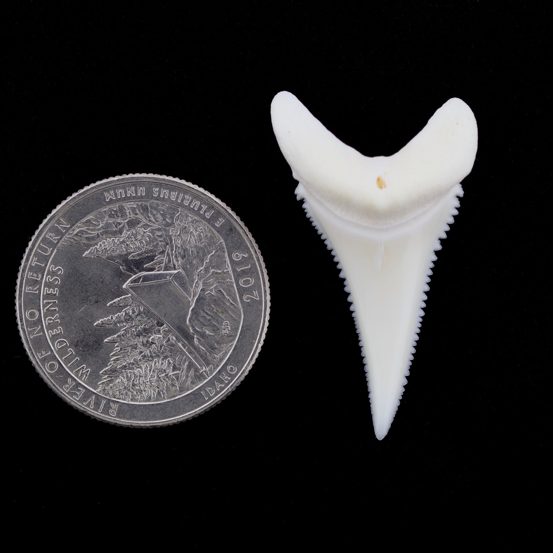 Modern (non-fossilized) great white shark tooth next to a U.S. quarter coin on a black background

