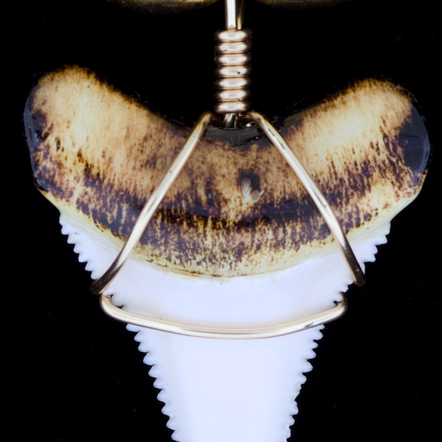 1-7/16" Modern Great White Tooth Necklace – Burnt Root, Wire Wrap