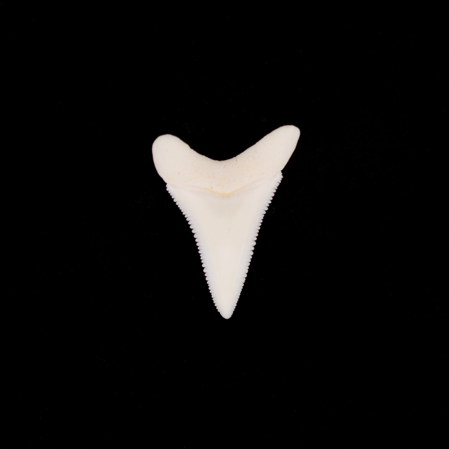 1.57" Modern Great White Shark Tooth