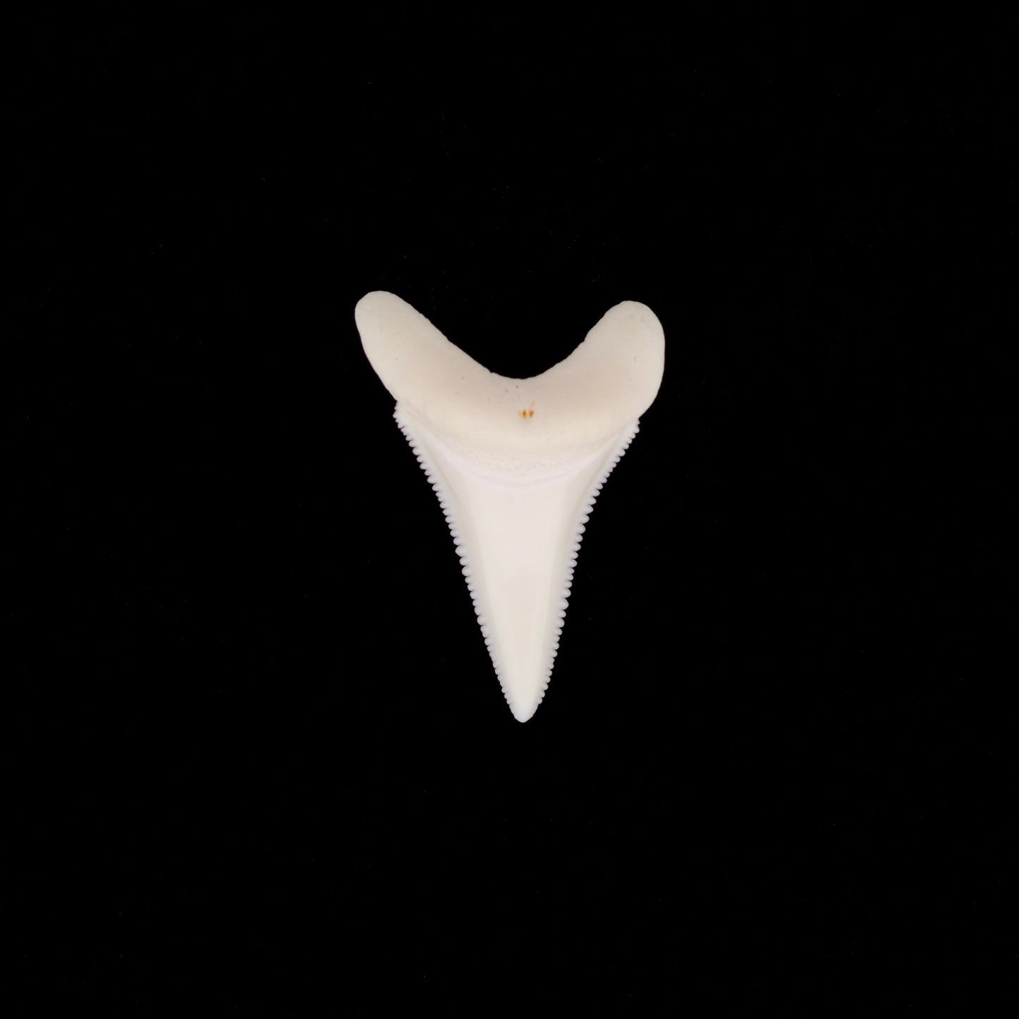 1.57" Modern Great White Shark Tooth