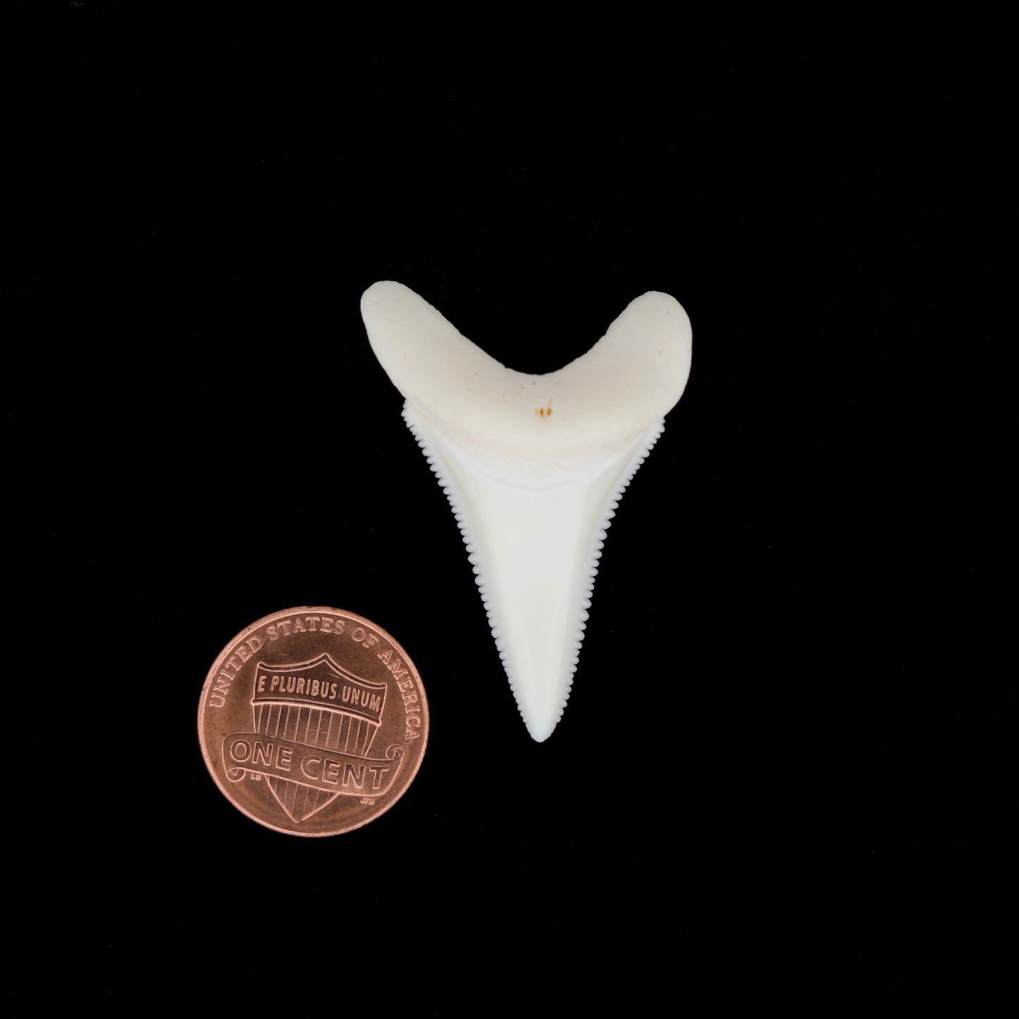 1.57" Modern Great White Shark Tooth