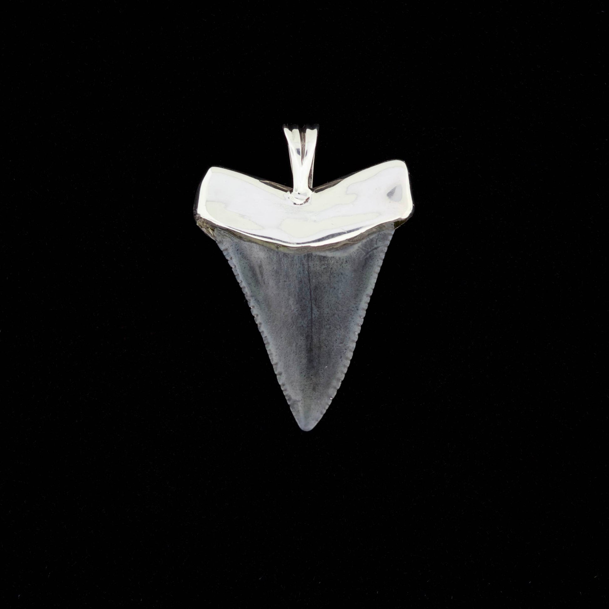 Fossil great white shark tooth pendant with sterling silver cap and bail on a black background