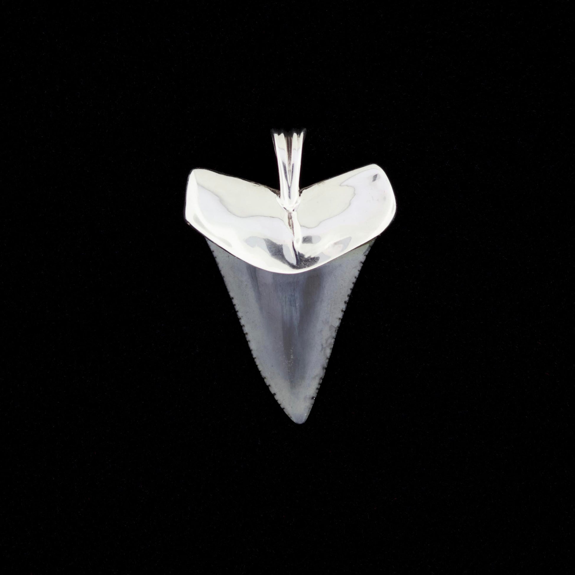 Fossil great white shark tooth pendant with sterling silver cap and bail on a black background
