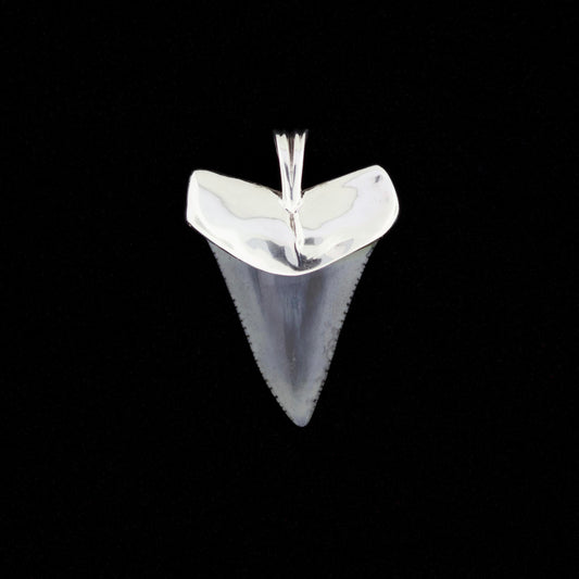 1-5/8" Fossil Great White Shark Tooth Pendant | Sterling Silver Cap