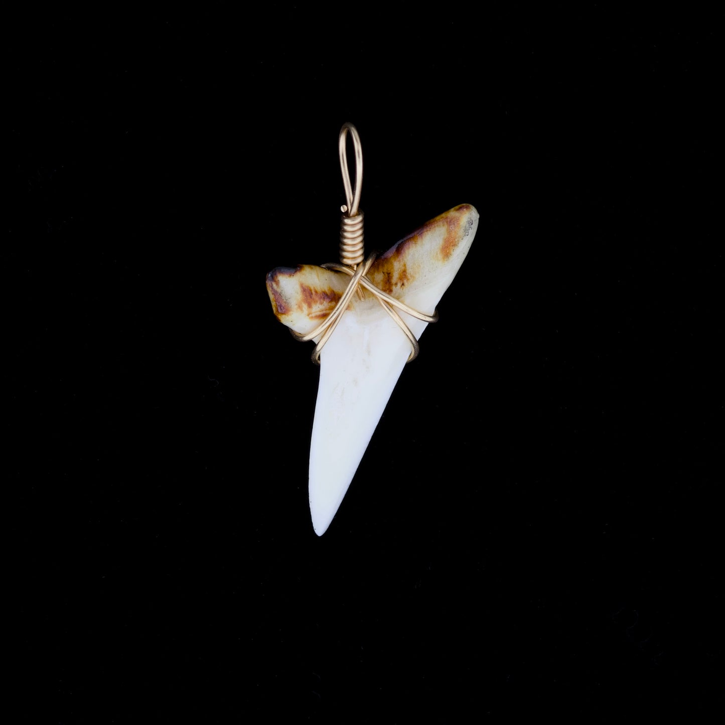 1-5/8" Modern Mako Tooth Pendant, Burnt Root & Scrimshaw
