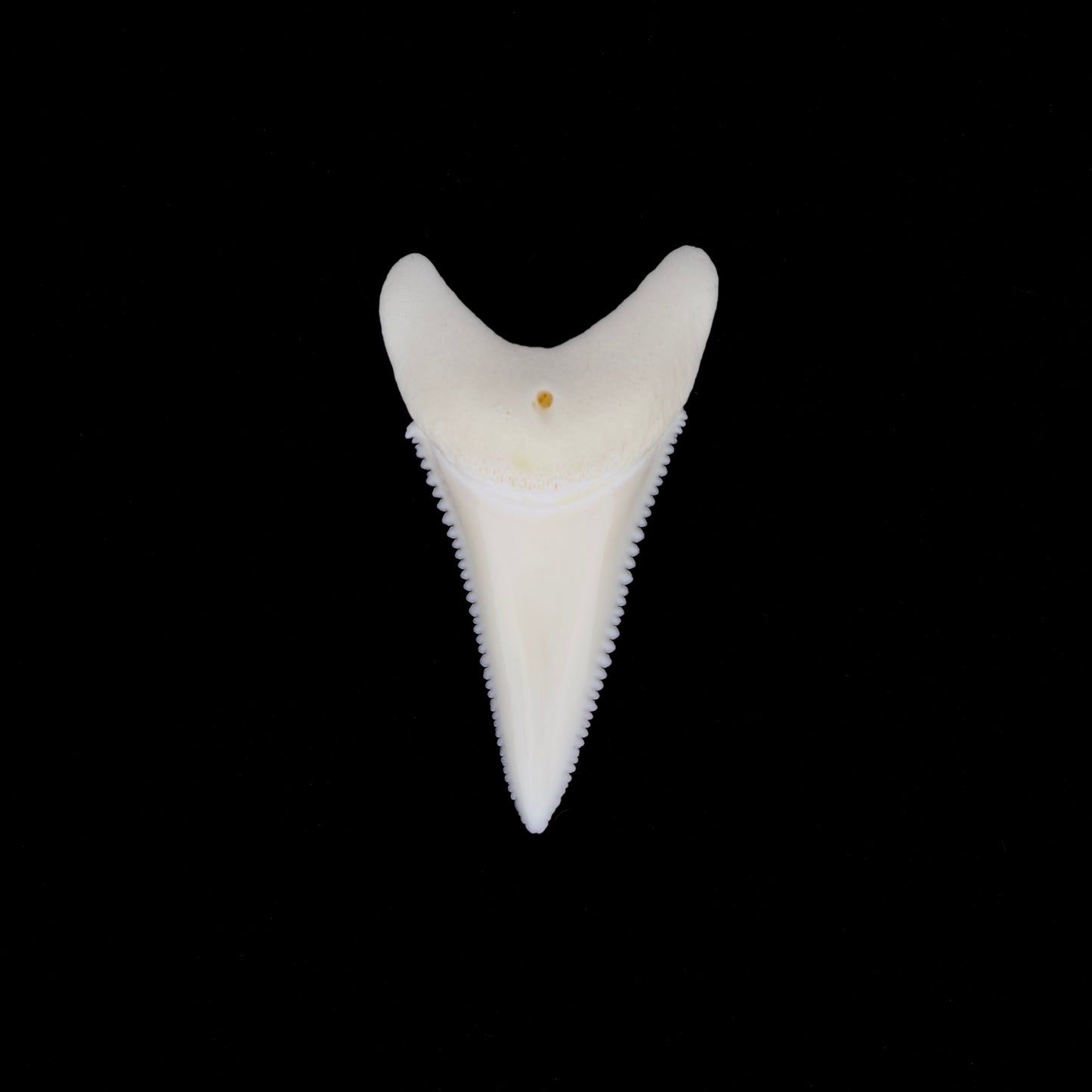 1.65" Modern Great White Shark Tooth