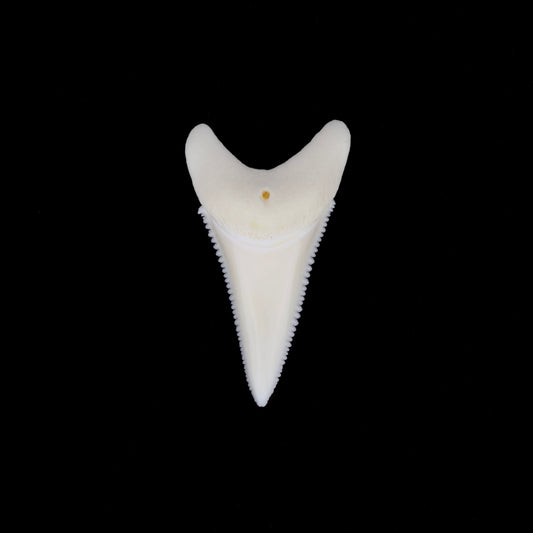 1.65" Modern Great White Shark Tooth