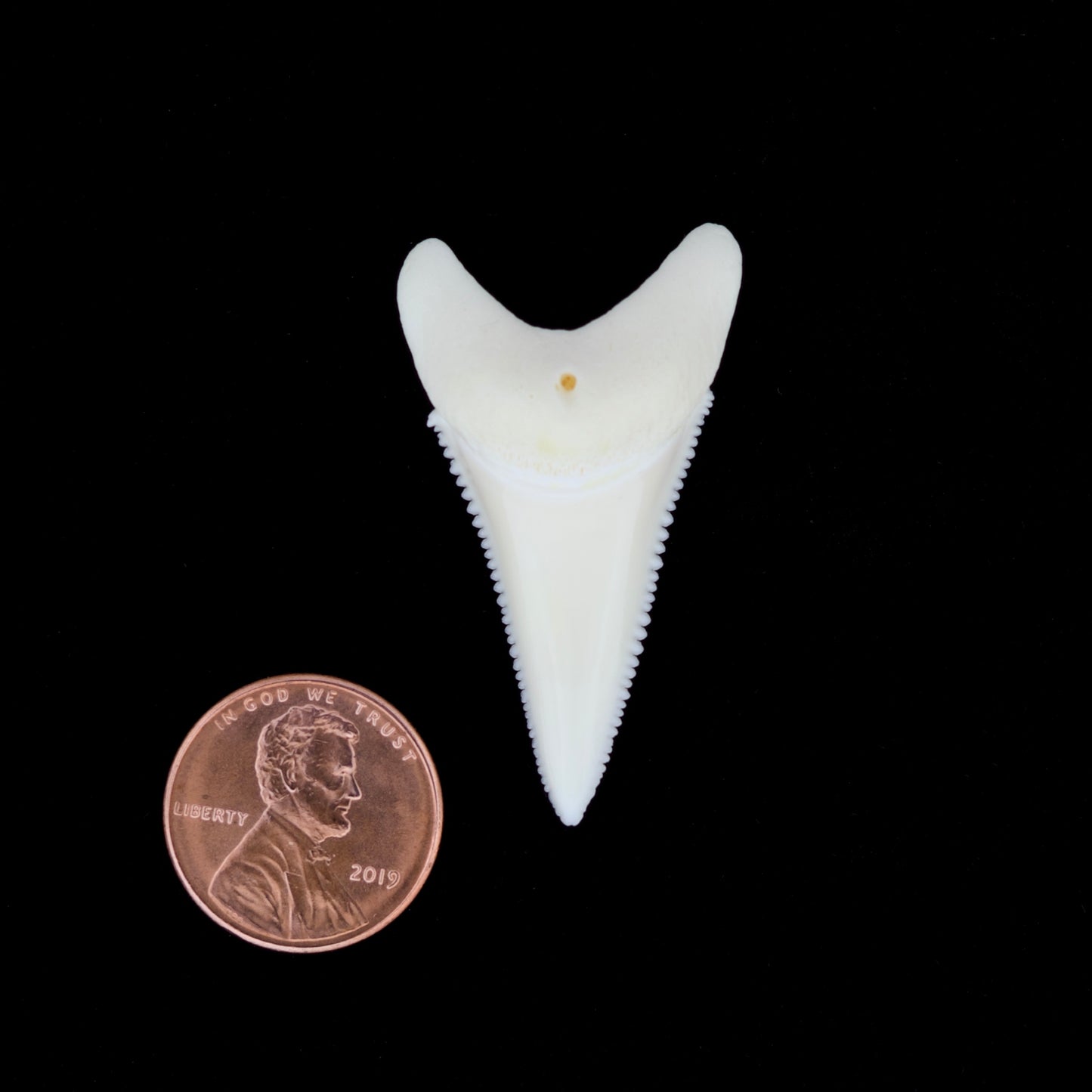 1.65" Modern Great White Shark Tooth