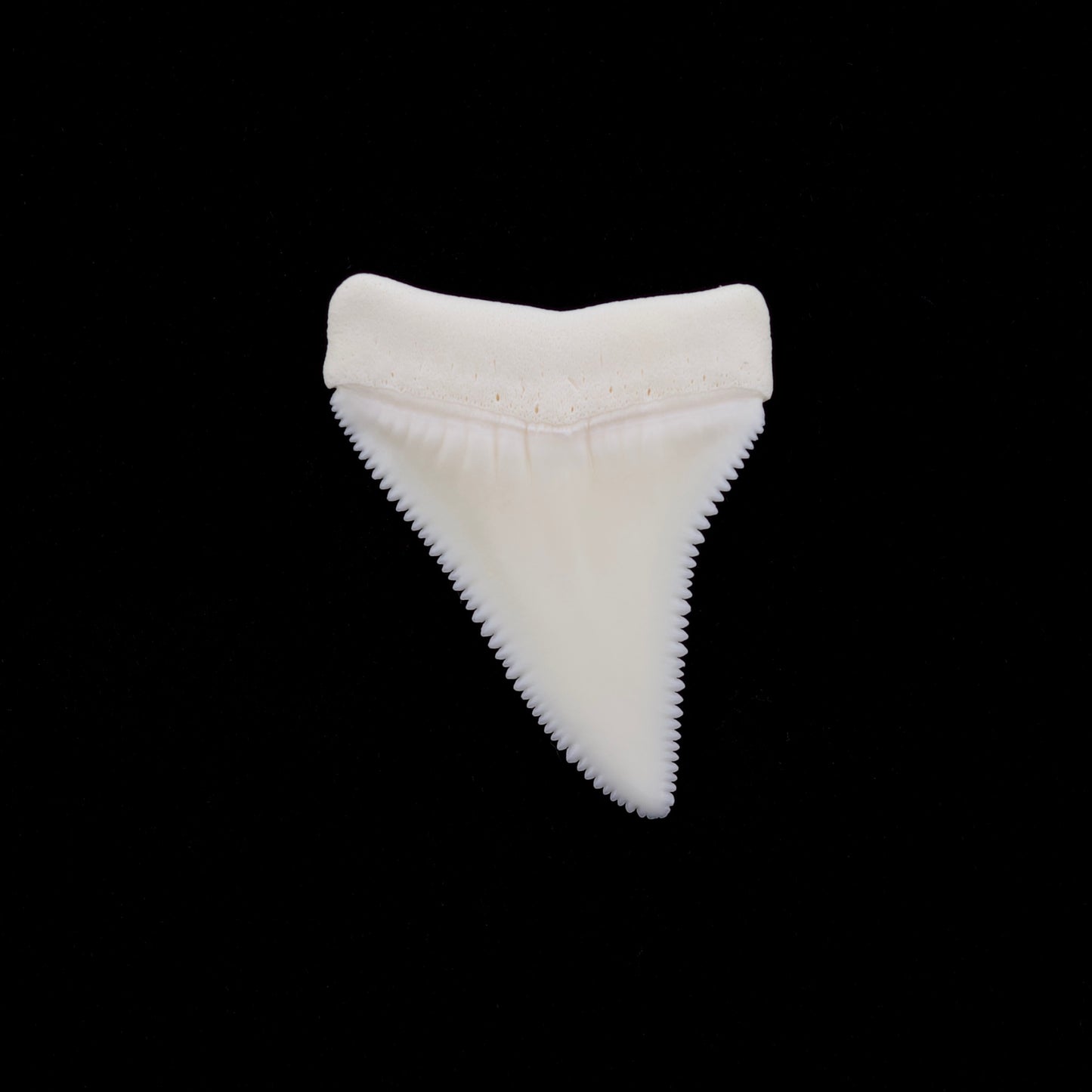 1.68" Modern Great White Shark Tooth