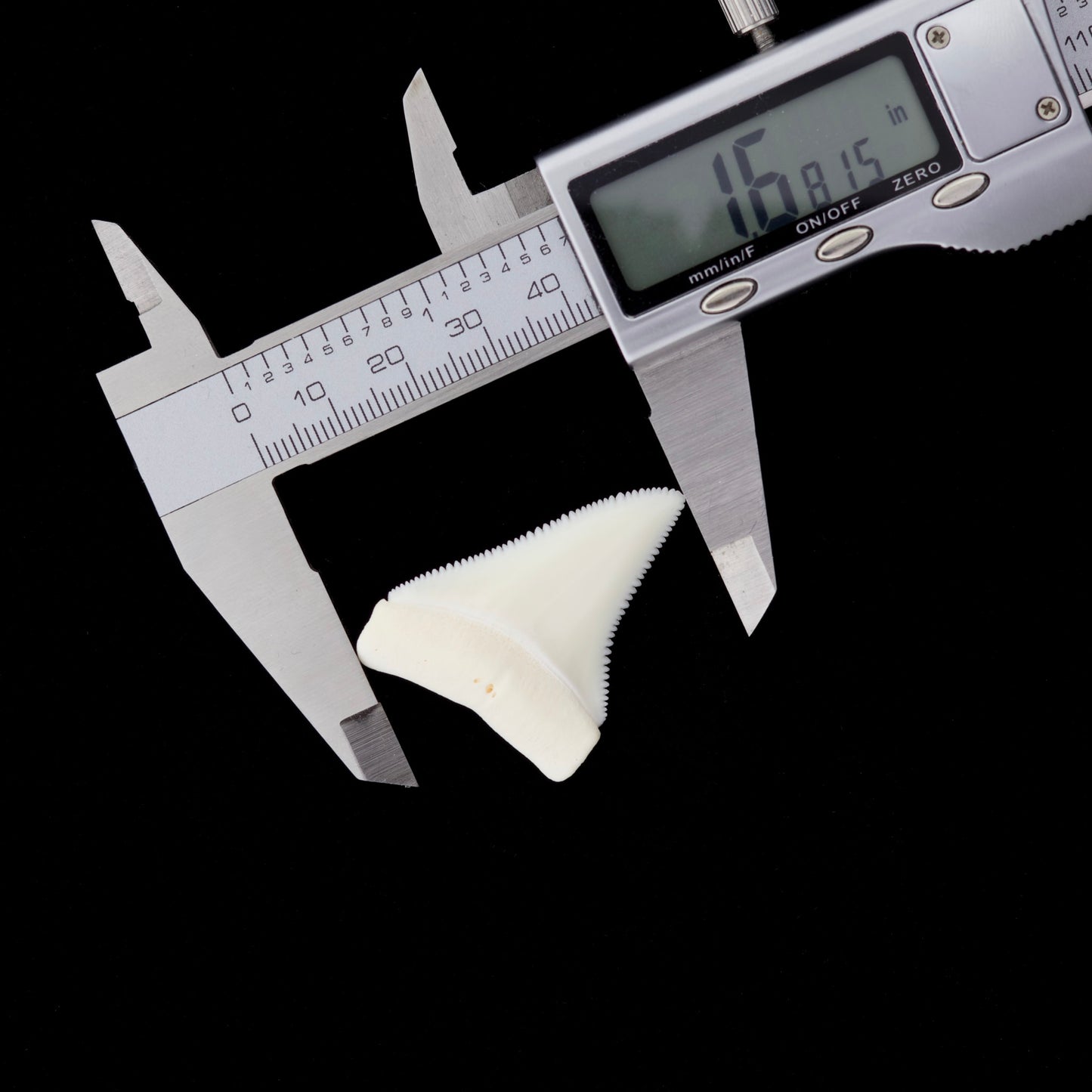1.68" Modern Great White Shark Tooth