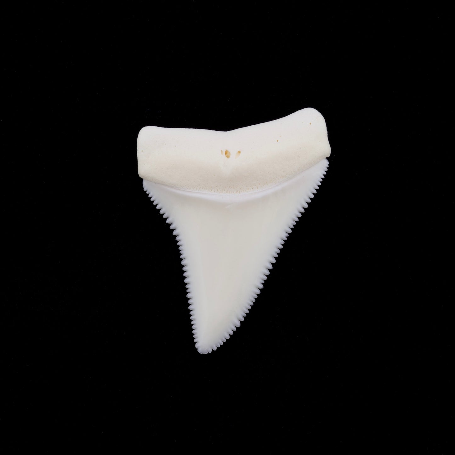 1.68" Modern Great White Shark Tooth