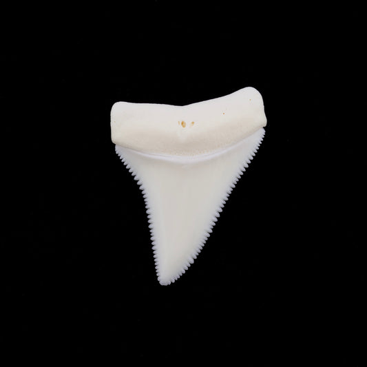 1.68" Modern Great White Shark Tooth
