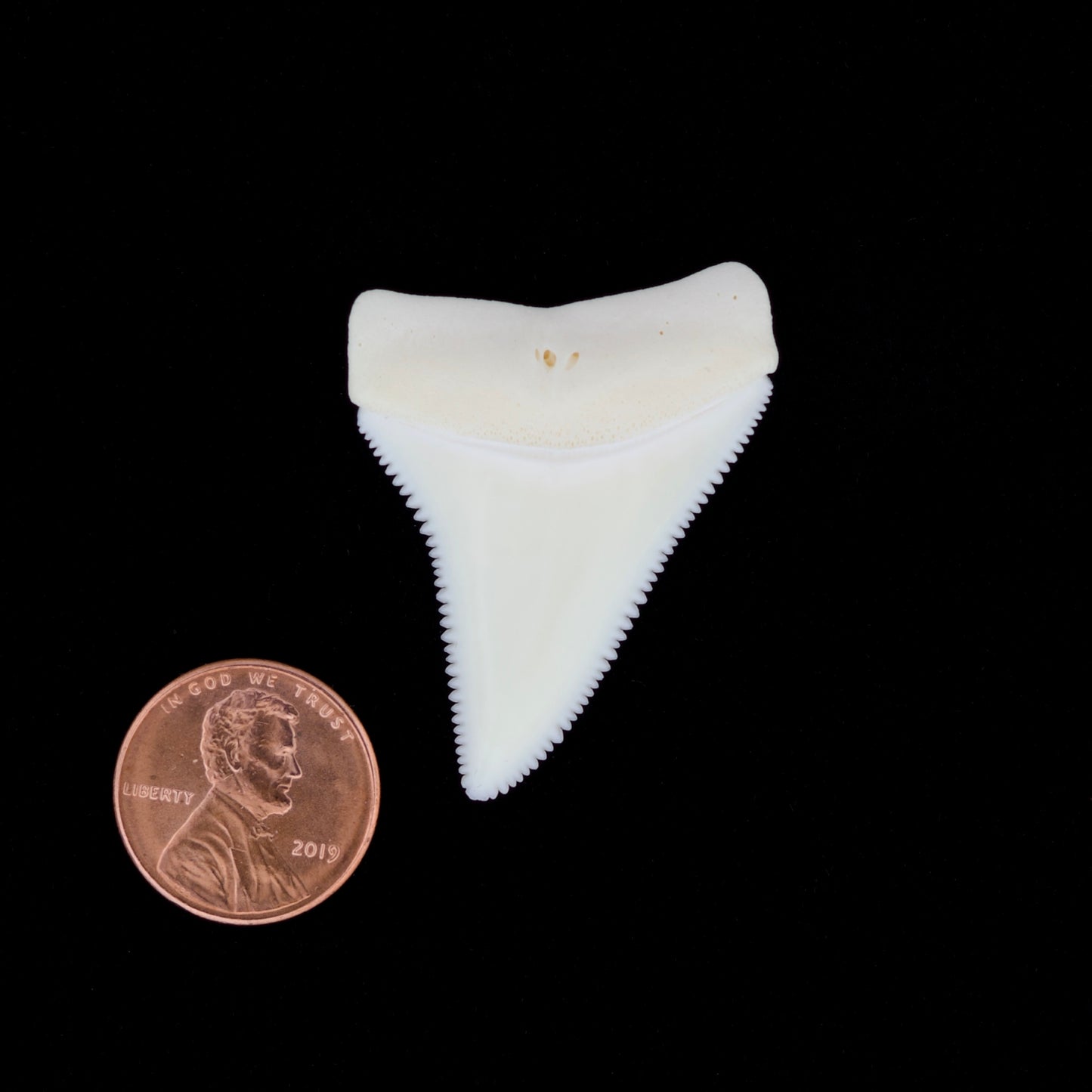 1.68" Modern Great White Shark Tooth