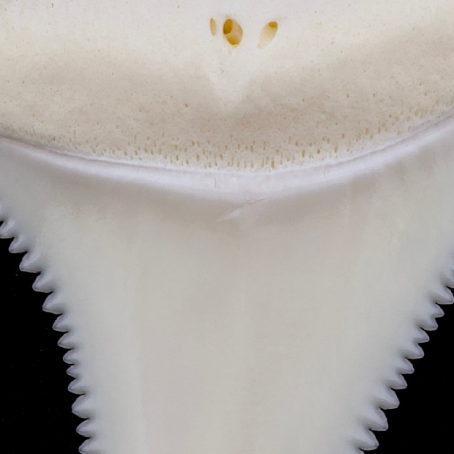 1.68" Modern Great White Shark Tooth