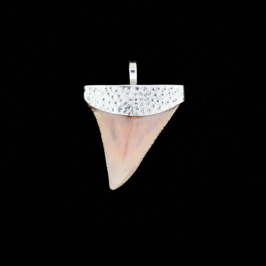 Fossil great white shark tooth pendant with textured silver top, on a black background
