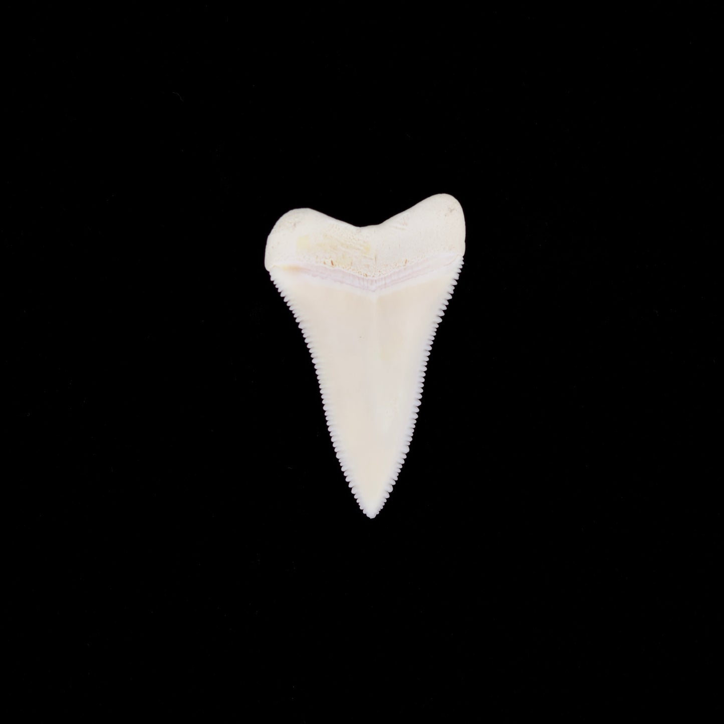1.70" Modern Great White Shark Tooth