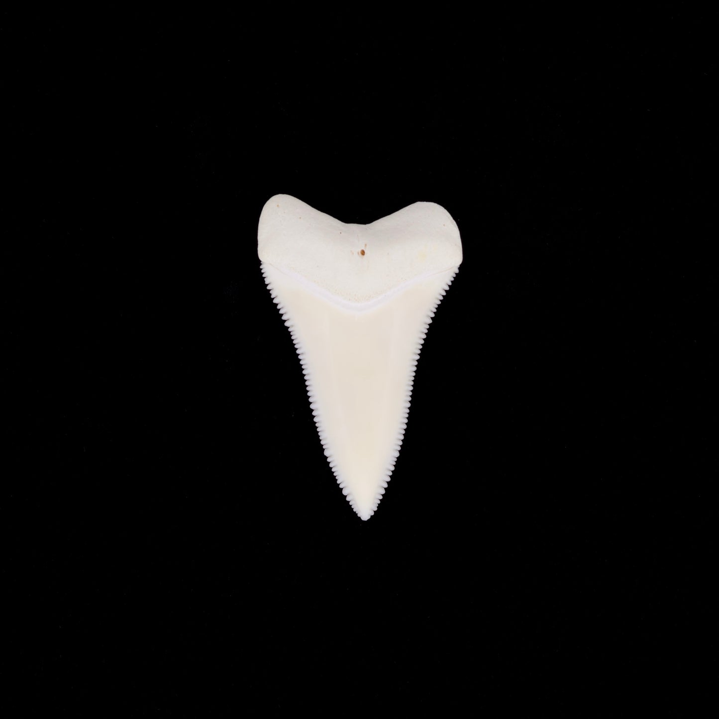 1.70" Modern Great White Shark Tooth