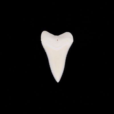 1.70" Modern Great White Shark Tooth