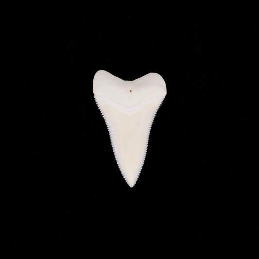 1.70" Modern Great White Shark Tooth