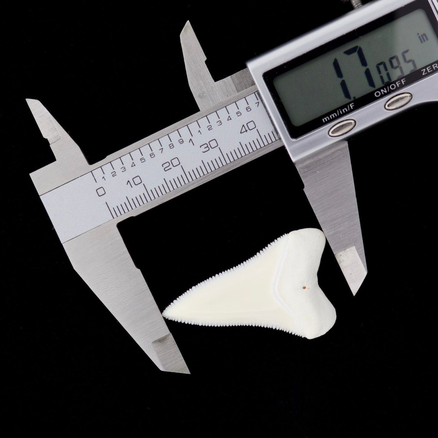 1.70" Modern Great White Shark Tooth