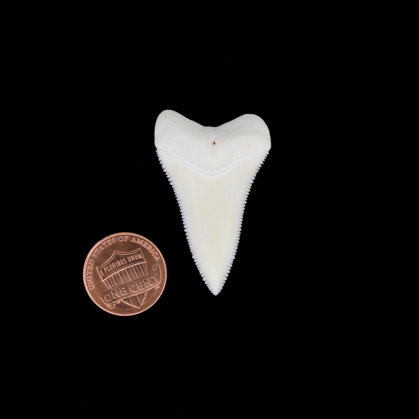 1.70" Modern Great White Shark Tooth