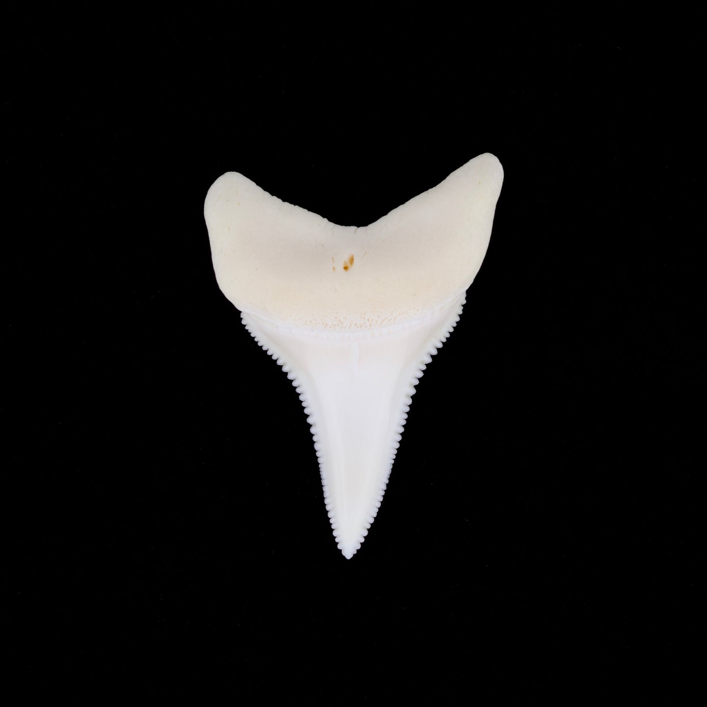 1.97" Modern Great White Shark Tooth