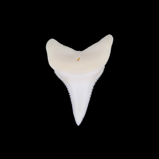 1.97" Modern Great White Shark Tooth
