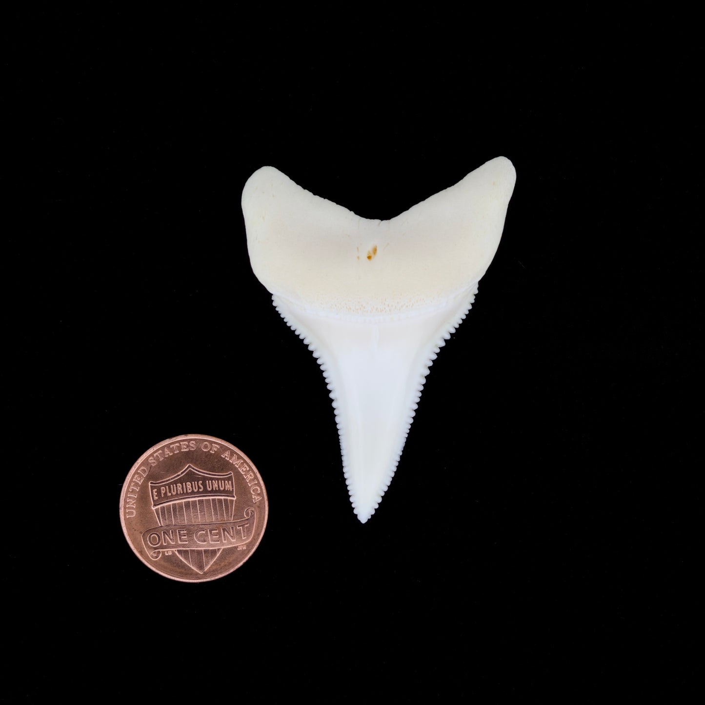 1.97" Modern Great White Shark Tooth