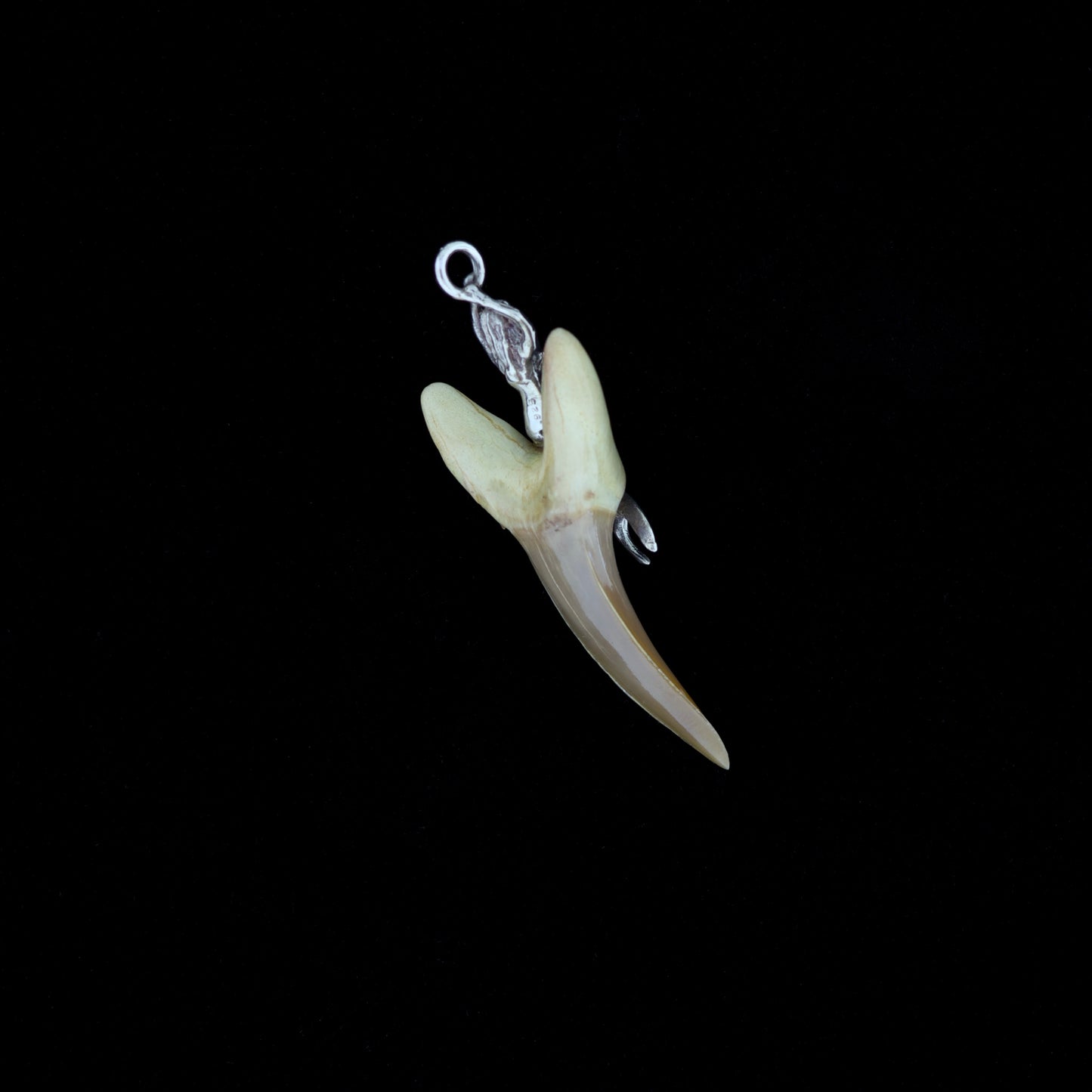 2" Fossil Sand Tiger Shark Tooth Pendant with Sterling Silver Mermaid