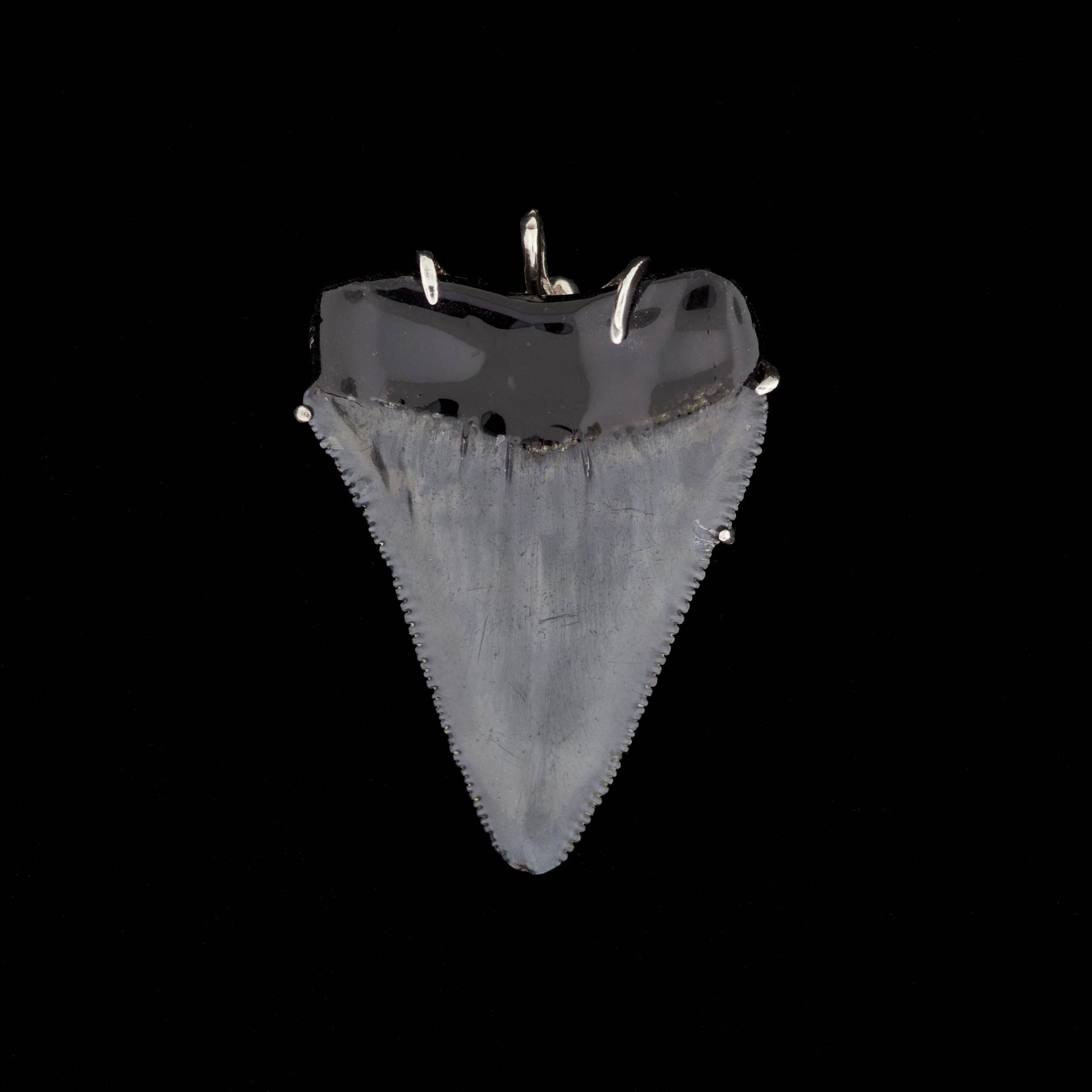 Fossil great white shark tooth pendant with silver octopus on a black background