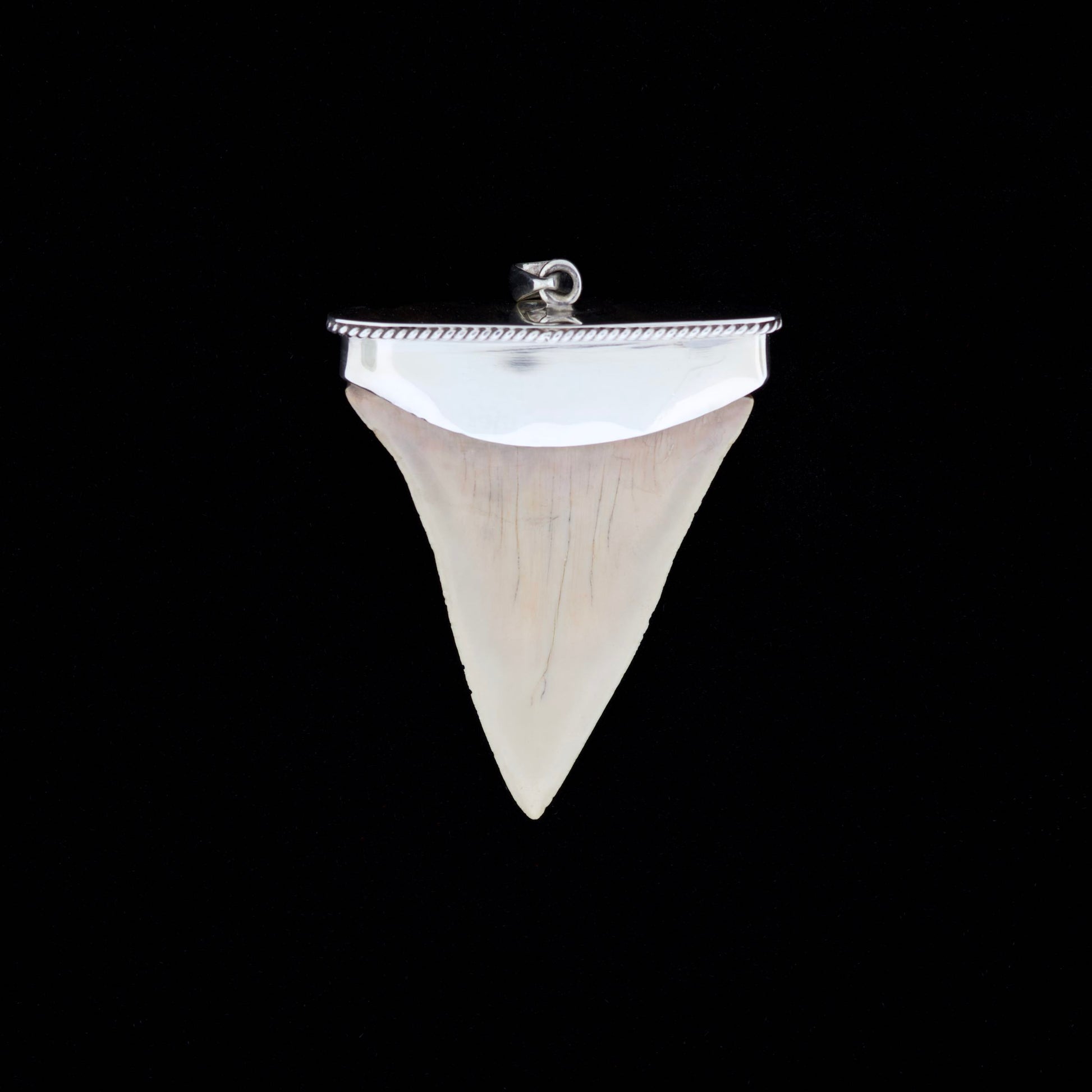 Shiny silver fossil mako shark tooth pendant on a black background