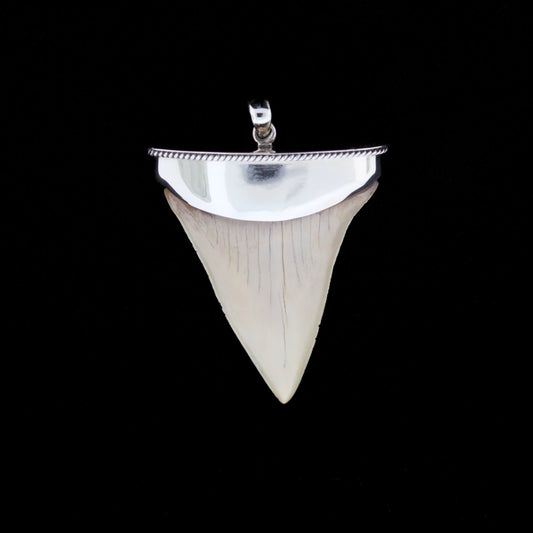 Shiny silver fossil mako shark tooth pendant on a black background