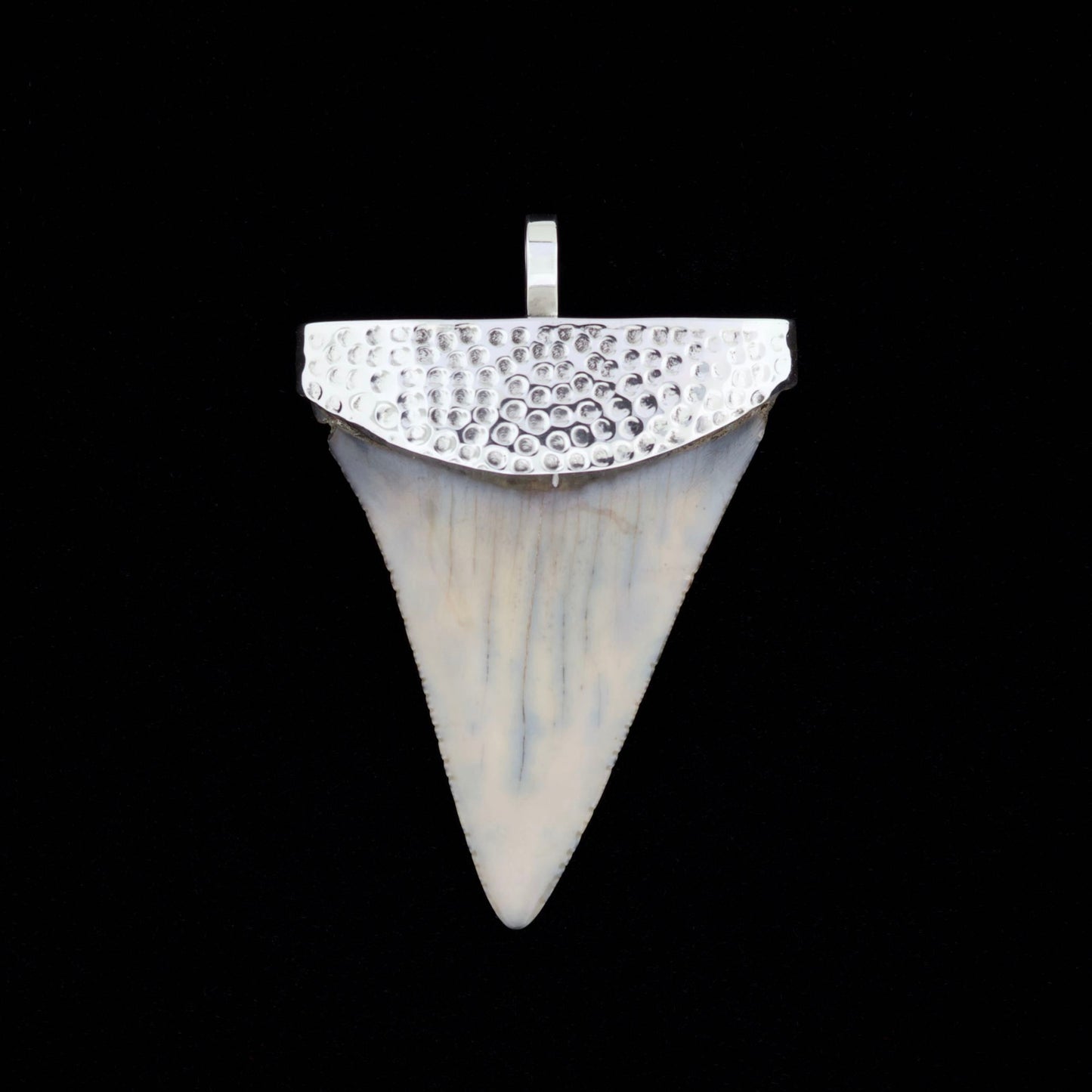 Fossil great white shark tooth pendant with hammered silver top on a black background